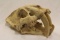Porcelain Sabertooth Skull