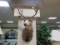 Taxidermy Deer Mount.