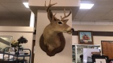 Taxidermy Deer.