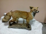 Taxedermy Red Fox