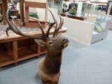 Taxedermy Elk Head