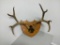 Mule Deer Antler Set Mounted on Wood