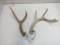 Antlers Set of Two