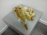 Coyote Pelt