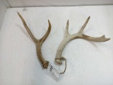 Antlers Set of Two
