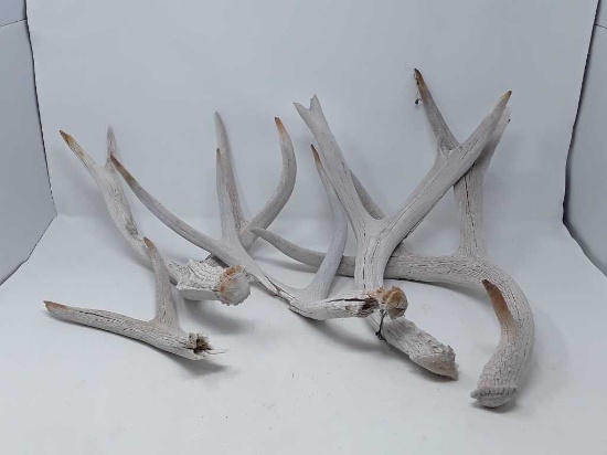LOT OF ANTLERS 5 SINGLES SOME WITH DAMAGE