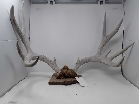 9 PT ANTLERS BELIEVED TO BE WHITETAIL DEER MOUNTED