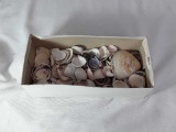 BOX OF SEA SHELLS  GREAT FOR ART PROJECT