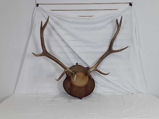 10 POINT ANTLERS MOUNTED ON PLAGUE