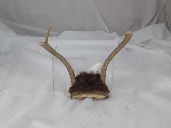 SMALL ANTLERS W/ PIECE OF SKULL ATTACHED