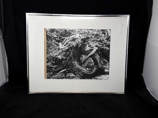 FRAMED B & W PHOTO OF A UPROOTED TREE