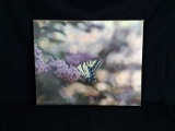 Butterfly Print by Mollie Plummer on Canvas