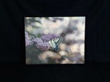 Butterfly Print by Mollie Plummer on Canvas