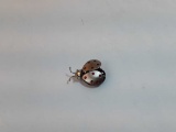 Sterling Silver Lady Bug Pin, 5g