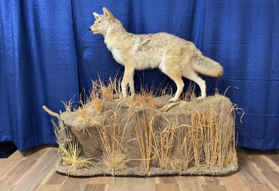 FULL BODY TAXIDERMIED COYOTE.