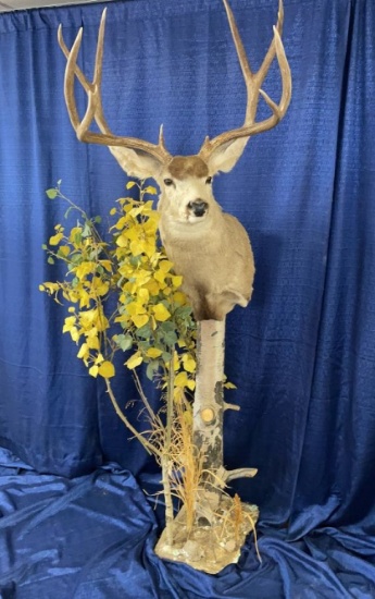 WHITE TAIL DEER TROPHY TAXIDERMY MOUNT.