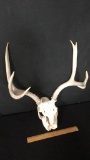 DEER SKULL WITH 7 POINT ANTLERS