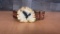 ANTLER BELT BUCKLE & LEATHER BELT