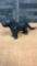 CAST IRON DOG NUTCRACKER