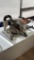RIDGID 12