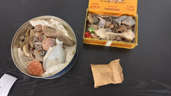 DECORATIVE SEA SHELLS