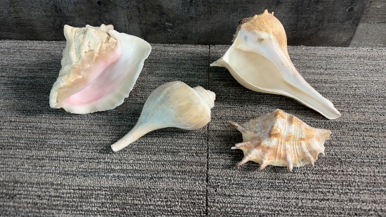 LARGE SEA SHELLS