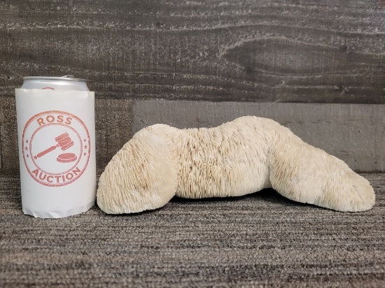 10" NATURAL WHITE SLIPPER TONGUE CORAL