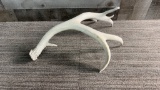SUN BLEACHED ANTLER