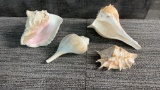 LARGE SEA SHELLS