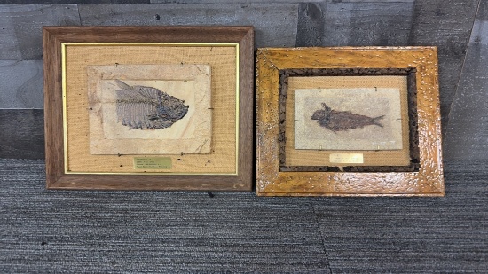 GREEN RIVER SHALE FOSSILS FROM FOSSIL BUTTE WY
