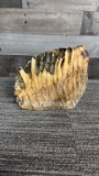 ROOTED MAMMOTH TOOTH FOSSIL