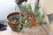 Lot of 2 Potted Plants