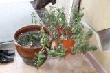 Lot of 2 Potted Plants