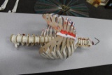 Partial Skeleton w/Chest Cavity and Spine