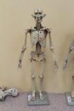 Zoo Logik System Unibase Full Body Skeleton 28