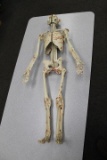 Zoo Logik System Unibase Full Body Skeleton 28