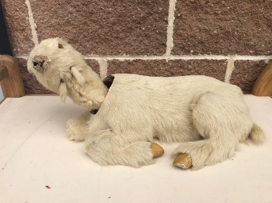 Vintage Billy Goat Bobble Head Toy 20? (real fur?)