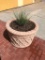 Outdoor Plant in Concrete Planter - Buyer to remove