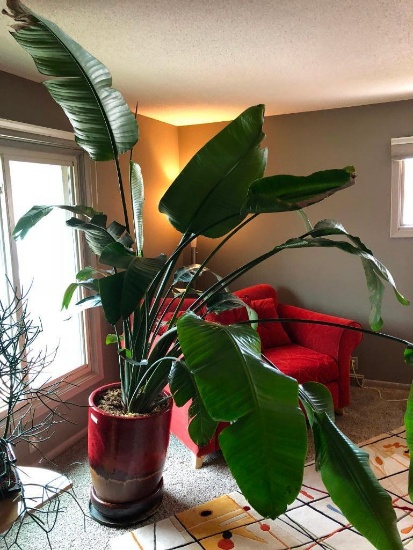 Large Potted Plant, 8' tall