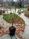 Fancy Planter and Tree