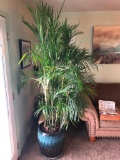 Potted Plant, 7'+ tall
