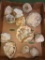 Lot of 12 Nice Large Geodes