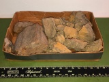 Large Box of Cycad on Petrified Wood, Misc. Wood, 1 Piece of Chirt