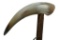 Semi-Crook / T-Handled Anter Cane from Falkland Islands on Wooden Shaft