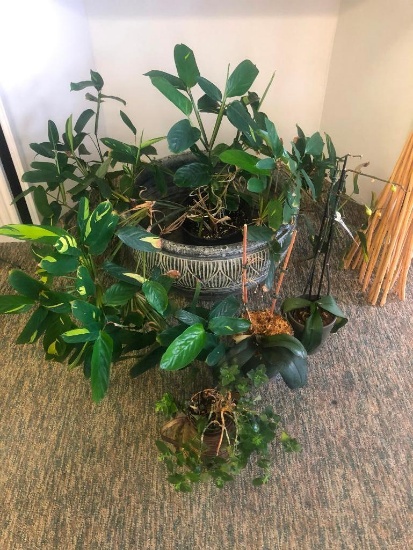 (4) Four Assorted Plants with Pots See Photos for Details