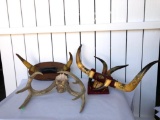 Juarez Souvenir Horns / Antlers