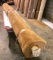 New Carpet Remnant Roll: 12ft 3in x 16ft Brown