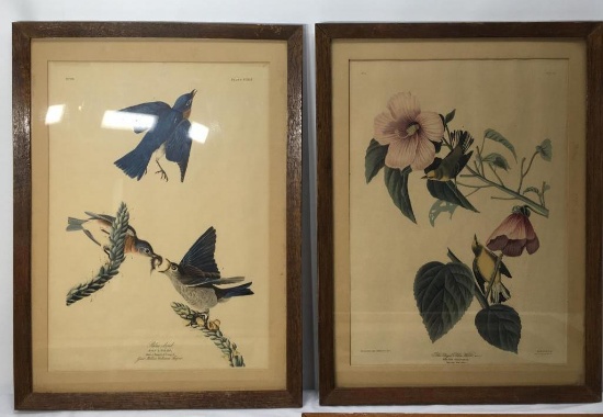 Audubon Framed Bird Classification Pictures Blue Bird and Blue Winged Yellow Warbler