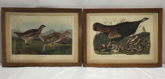 Audubon Framed Bird Classification Pictures Sharp Tailed Grouse and Wild Turkey