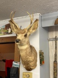 Deer Taxidermy Mount